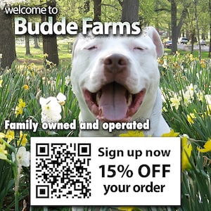 a happy white dog sitting in a field of yellow flowers, with a sign for Budde Farms in the background.