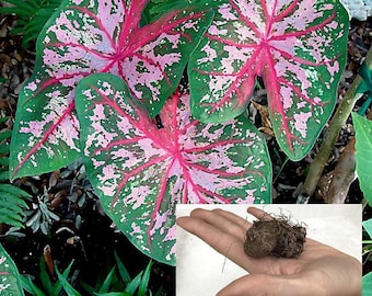 Caladium Bulb - Large Fancy Mixed Varieties: Pink, Green, White and Red [#1 Size Bulb Jumbo Leaf Shade Plant Live Tuber]  **BUY 5 GET 1 FREE