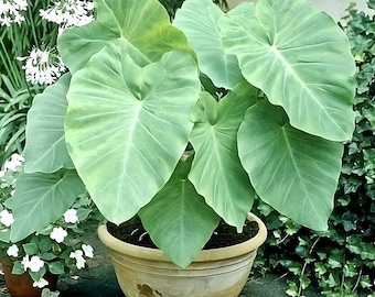 Bulbo de oreja de elefante - Hoja verde pequeña/mediana - Hermosa planta tropical de rápido crecimiento (Taro Kalo Eddo Colocasia Esculenta Gabi) *ENVÍO GRATIS*