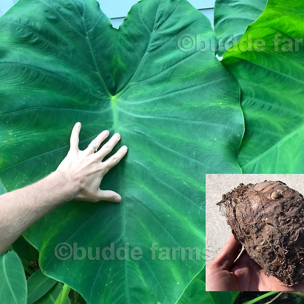 Giant Thai Elephant Ear Bulb Etsy