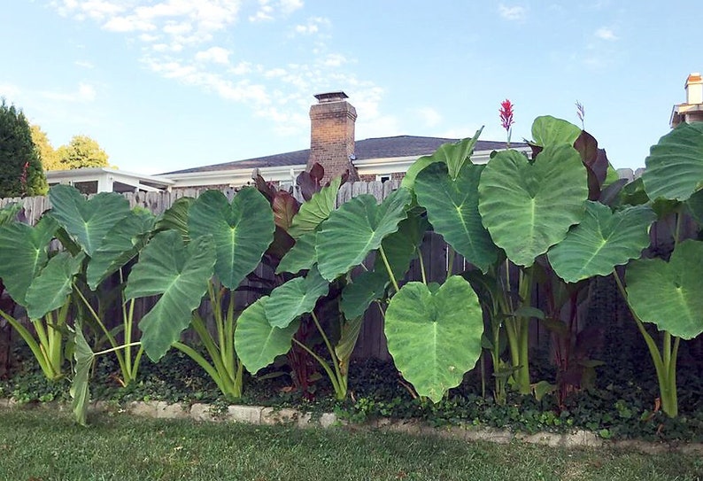 Jumbo Elephant Ear Bulb / Giant/Large XL image 1