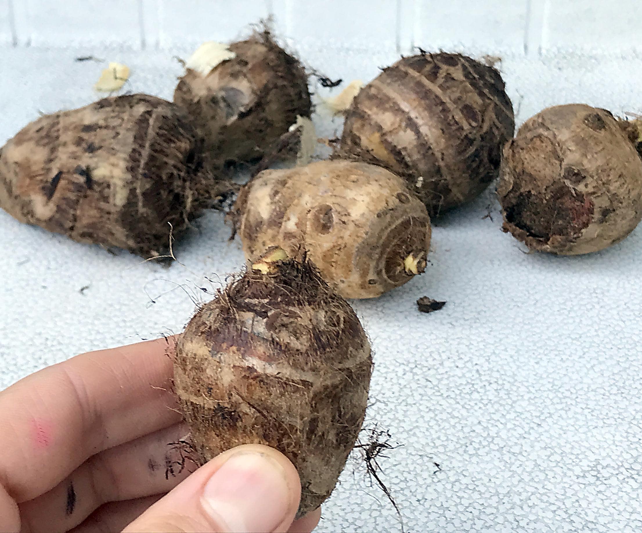 wolfsmilch kaktus ableger Bestelle die dreikantige Wolfsmilch bei BloomboxClub – Bloombox Club DE