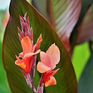 3 Red Canna Lily Indian Canna Indica Shot Bulbs Root Rhizomes image 7