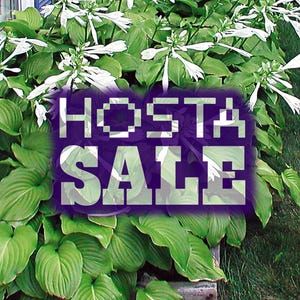 Hostor - Green Leaf Large [**MÅSTE köpa 3 eller fler]