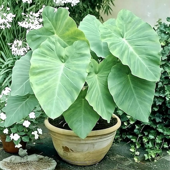 monstera deliciosa variegata Monstera deliciosa 'Variegata' 6