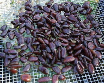 20x Paw paw Tree Seed (Asimina triloba) ~ bulk quantities - fresh seeds