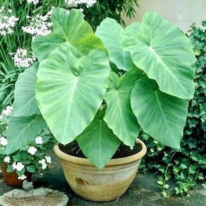 Elephant Ear Bulb - Large Size (~20) image 7