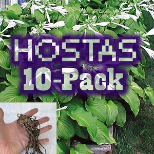 10-PACK HOSTAS (Green Leaf) Bare Root - Clearance Sale!
