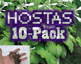 10-PACK HOSTAS (Green Leaf) Bare Root - Clearance Sale!