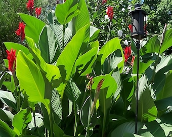 Bulbos de lirio de caña (paquete de 2): flor roja tropical, planta exótica para jardín