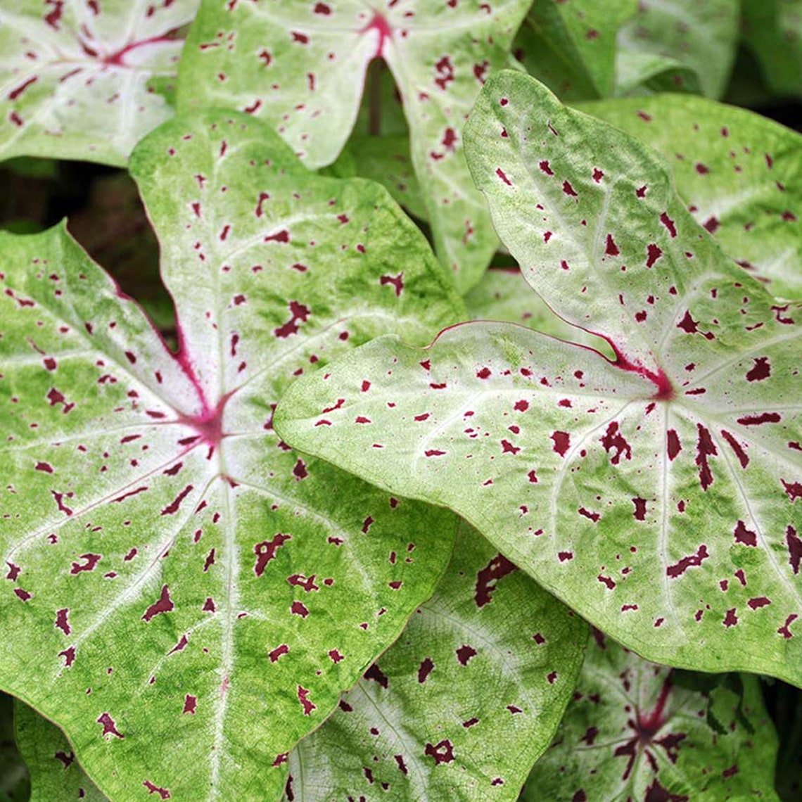 Caladium Bulb 2 4 or 6 Live Bulbs Mix of colors Assorted Etsy