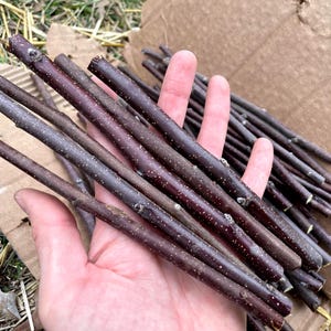 Puede incluir: Una colección de palitos de madera delgados de color marrón oscuro, sostenidos en una mano. Los palitos tienen un aspecto natural y texturizado con pequeños puntos de color claro. Algunos palitos se sostienen en la mano, otros están colocados sobre una superficie de cartón.