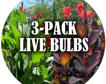 Paquete de 3 bulbos vivos de 'Canna Lily'