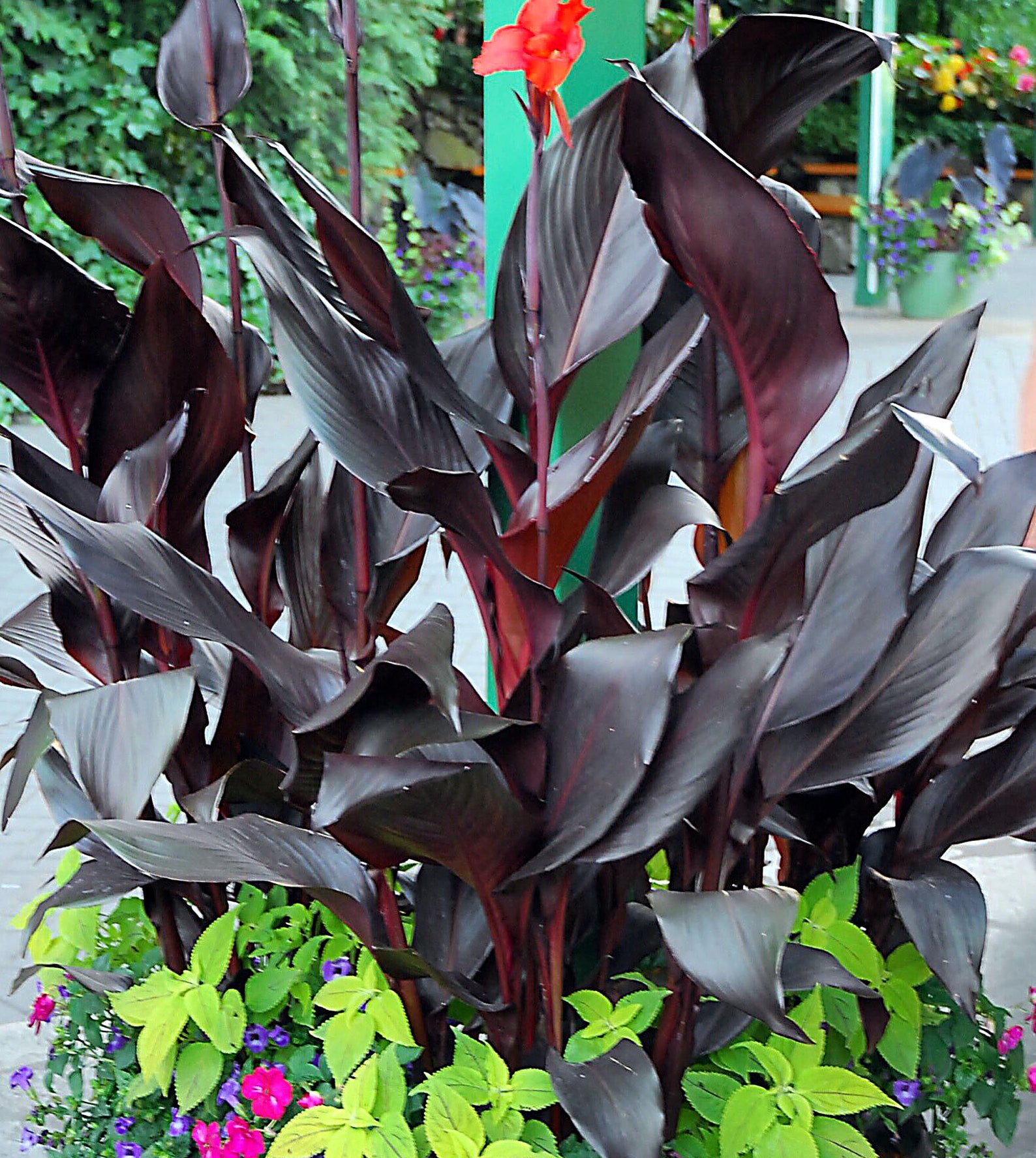 Black Knight Canna Lily 1 Bulb Beautiful Large Tall Plant Etsy