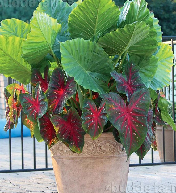 Alocasia Portora 'upright Elephant Ear' 1 Lg Live Bulb