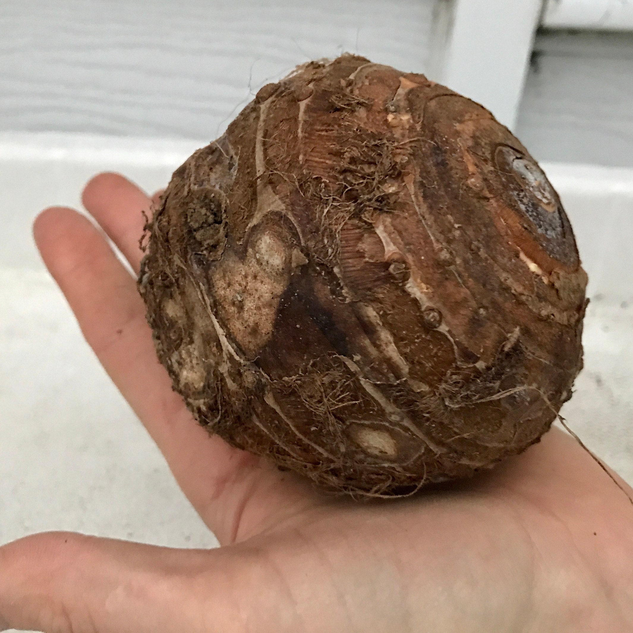 Giant Jumbo Extra Large Live Elephant Ear Bulb BEST QUALITY & Etsy