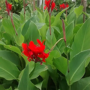 Canna Lily Bulbs Lg XL Extra Large Exotic Tropical Plant Can get up to 6ft tall w. Red Flowers cana seed live bulb rhizome the president image 9