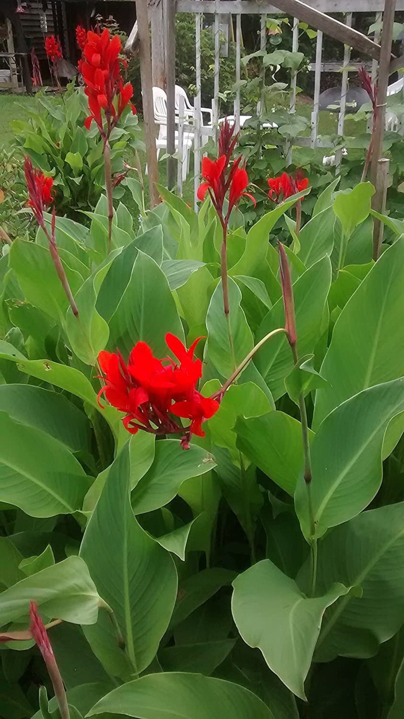 Canna Lily Bulbs Lg XL Extra Large Exotic Tropical Plant Can get up to 6ft tall w. Red Flowers cana seed live bulb rhizome the president image 9