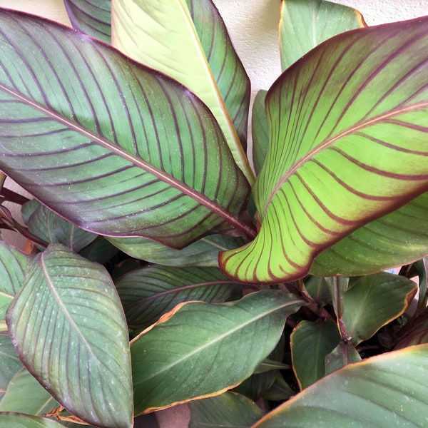 Canna Lily RED LEAF