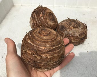 Planta Oreja de Elefante - Bulbos - Tamaño a elegir: Pequeño, Grande y XL