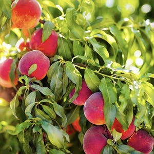 May include: Close-up of a peach tree branch laden with ripe peaches. The peaches are a vibrant red with a fuzzy texture, contrasted by the green leaves. The image captures the natural beauty of a fruit-bearing tree, showcasing the fresh produce.