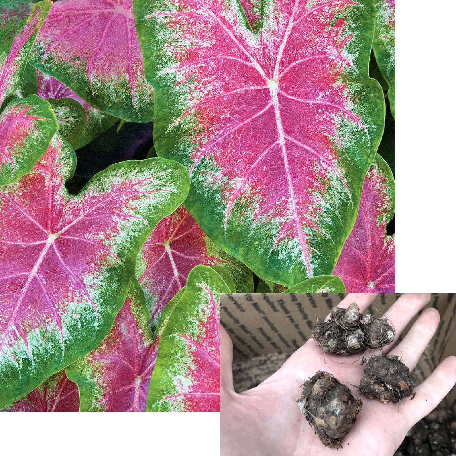 Caladium Bulb 2 4 or 6 Live Bulbs Mix of colors Assorted Etsy