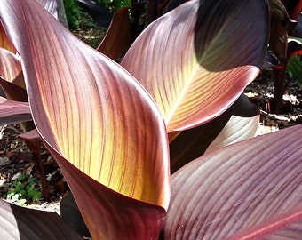 Extra Large Canna Lily Bulb (1) - Dark Red Purple Musifolia Tropicana Black Giant Bulbs (Hummingbirds love them!)