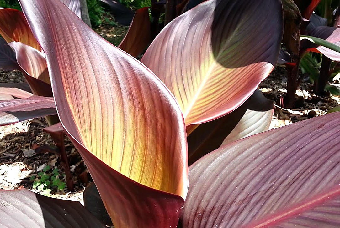 Dark Red Live Canna Lily Bulbs Exotic Tropical Plant W Etsy