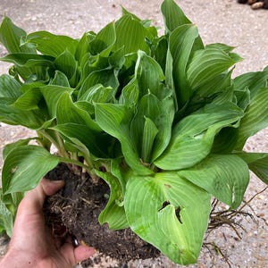 10-Pack Royal Standard Hosta – Green Leaf Bare Root Plant image 8