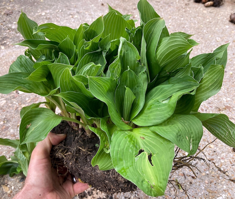 10-Pack Royal Standard Hosta – Green Leaf Bare Root Plant image 8