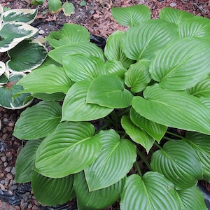 Puede incluir: Primer plano de una exuberante planta de hosta verde con hojas grandes en forma de corazón. Las hojas tienen venas prominentes y una textura suave. Otra planta con hojas verdes y blancas es visible en el fondo.