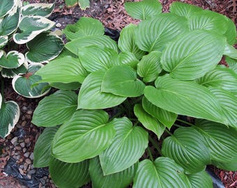 Hosta Royal Standard - Hoja verde y raíz desnuda