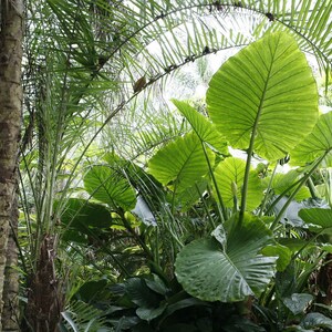 Alocasia Portora 'Upright Elephant Ear' *1 XL Live Bulb* (Portodora, Portadora, Portidora) Large Green Tropical Perennial Plant image 8