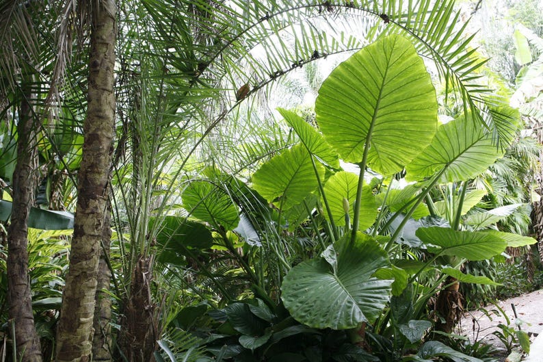 Alocasia Portora 'Upright Elephant Ear' *1 XL Live Bulb* (Portodora, Portadora, Portidora) Large Green Tropical Perennial Plant image 8