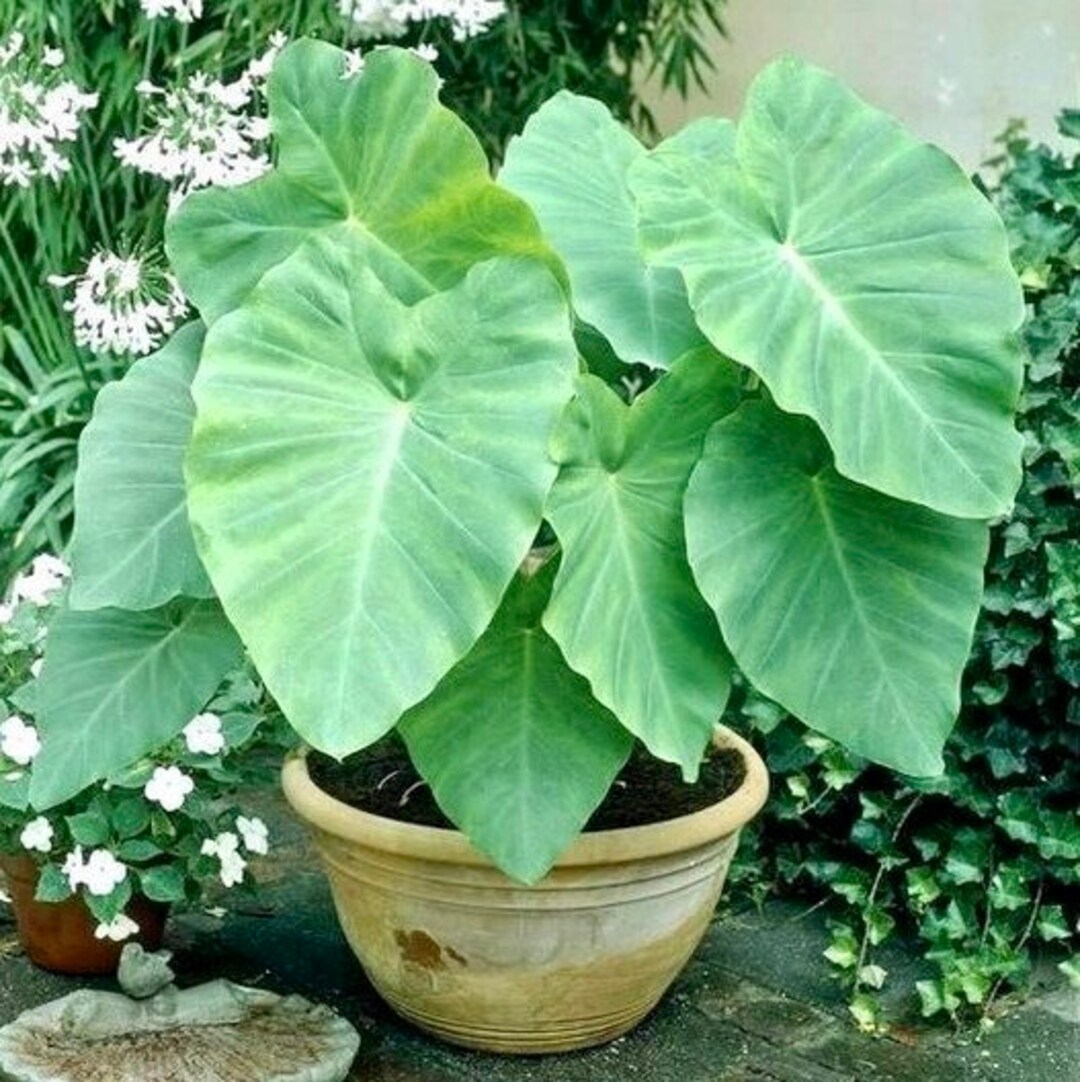 Elephant Ear Bulb - Small/med Green Leaf - Fast Growing Beautiful