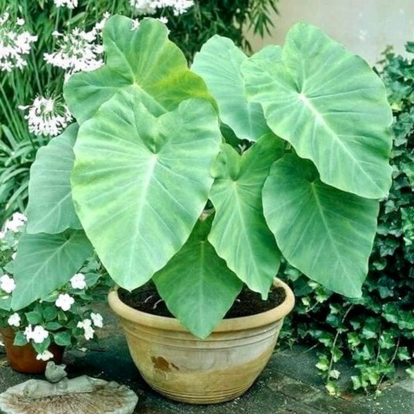 Elephant Ear Bulb - Small/Med Green Leaf - Fast Growing Beautiful Tropical Plant (Taro Kalo Eddo Colocasia Esculenta Gabi) *Buy 5 get 1 free