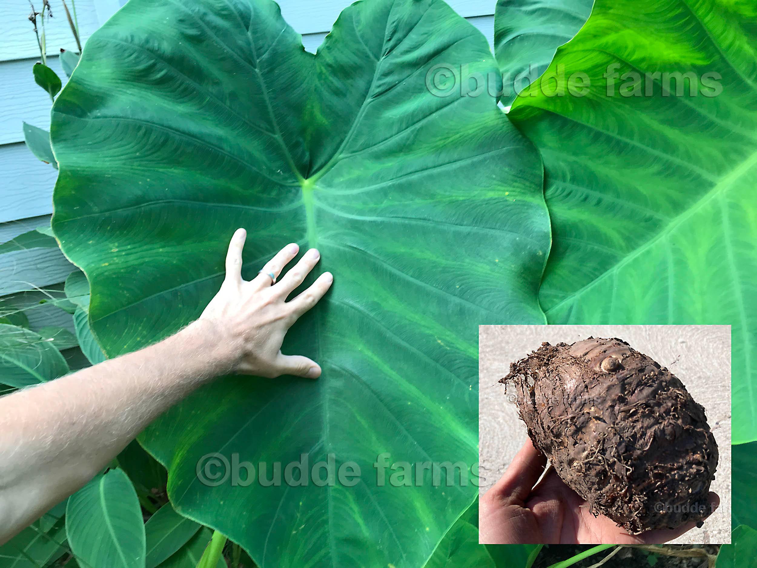 Colocasia Gigantea Seeds - Etsy
