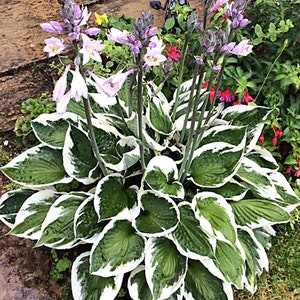 Hostas Green and White Variegated 'Patriot Hosta' or similar variety Bare Root live plant Pack of 4