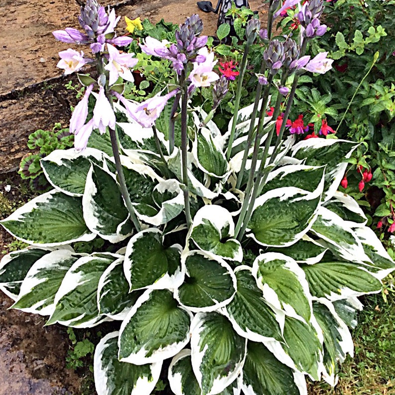 Hostas Green and White Variegated 'Patriot Hosta' or similar variety Bare Root live plant Pack of 4