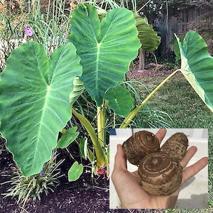 Elephant Ear Bulbs (Medium Size)