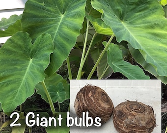 Oreja de elefante gigante XL - 2 bombillas