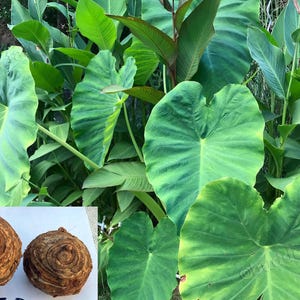 Tropical Plants - 1X Elephant Ear Bulb [Lg 25]