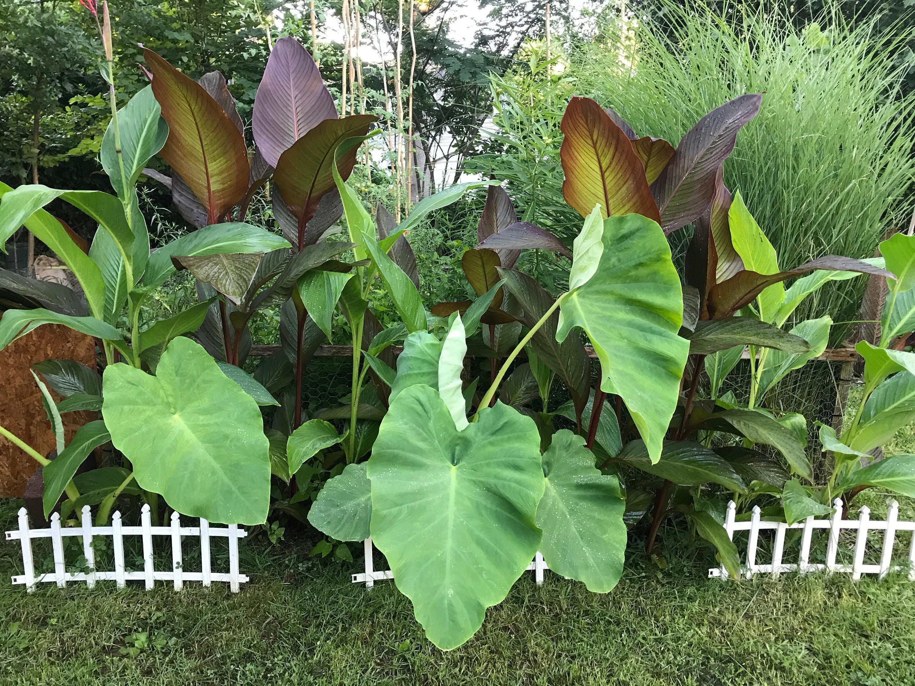Schnell Wachsende Pflanzen - Elefantenohr-Zwiebel [1 lebende Blumenzwiebel]  (Taro Kalo Eddo Colocasia Esculenta) Sm - Etsy.de