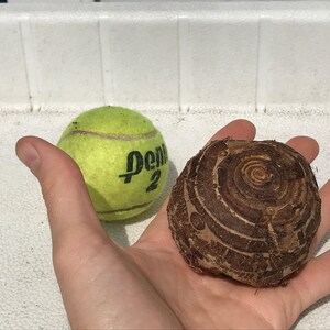 Elephant Ear Bulb - Large Size (~20) image 9