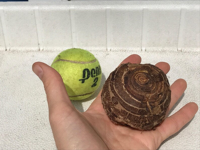 Elephant Ear Bulb - Large Size (~20) image 9