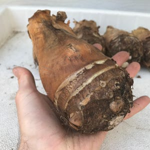 Alocasia Portora 'Upright Elephant Ear' *1 XL Live Bulb* (Portodora, Portadora, Portidora) Large Green Tropical Perennial Plant image 9