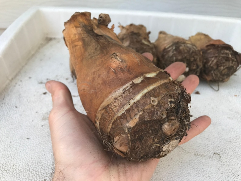 Alocasia Portora 'Upright Elephant Ear' *1 XL Live Bulb* (Portodora, Portadora, Portidora) Large Green Tropical Perennial Plant image 9
