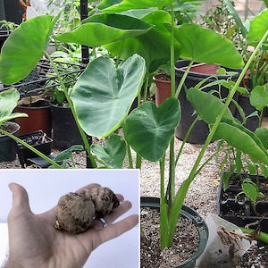 Elephant Ear (3-Pack) Small