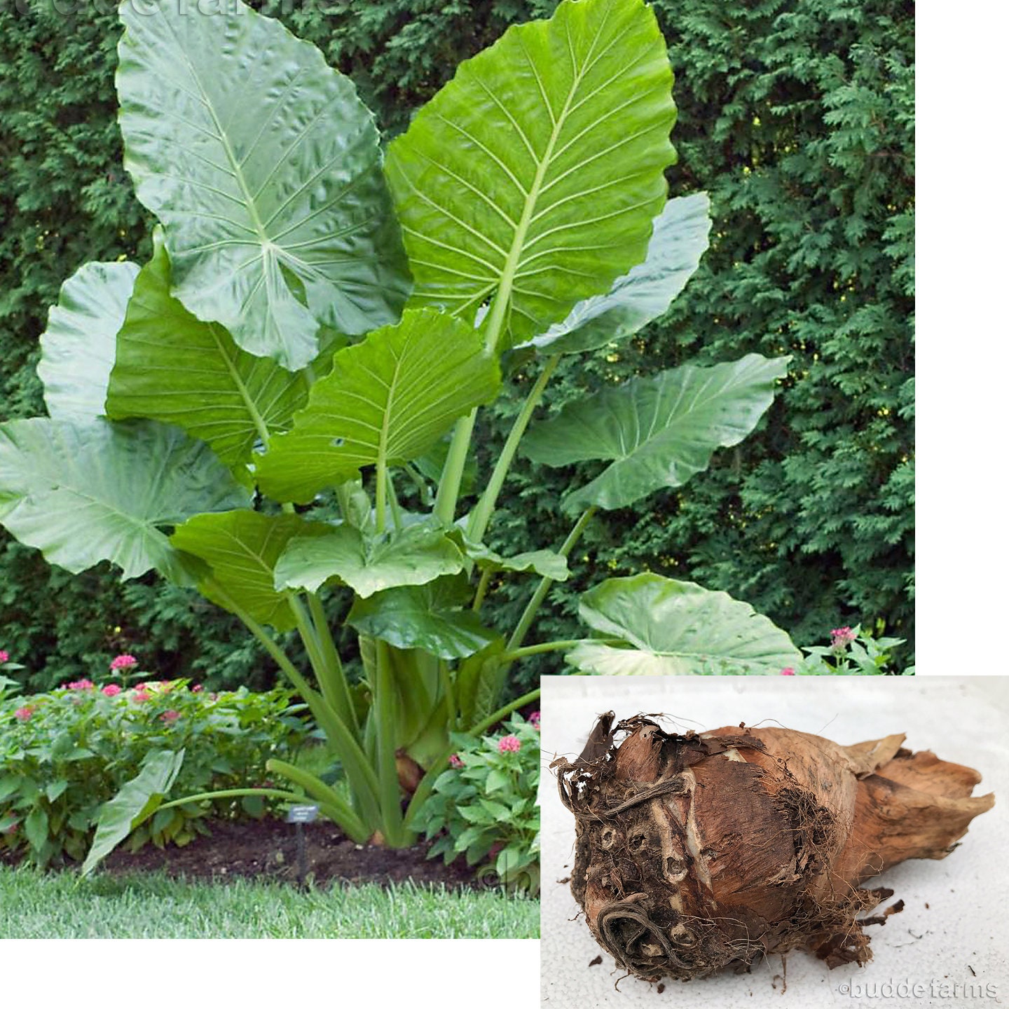 Alocasia Portora 'upright Elephant Ear' *1 Lg Live Bulb