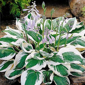 Hostas Green and White Variegated 'Patriot Hosta' or similar variety Bare Root live plant Pack of 6